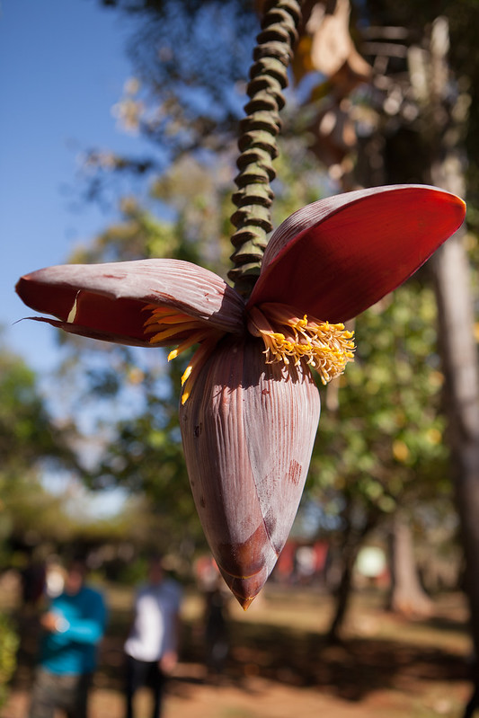 Triptyque d'Achards de Piments Réunion – Image 3
