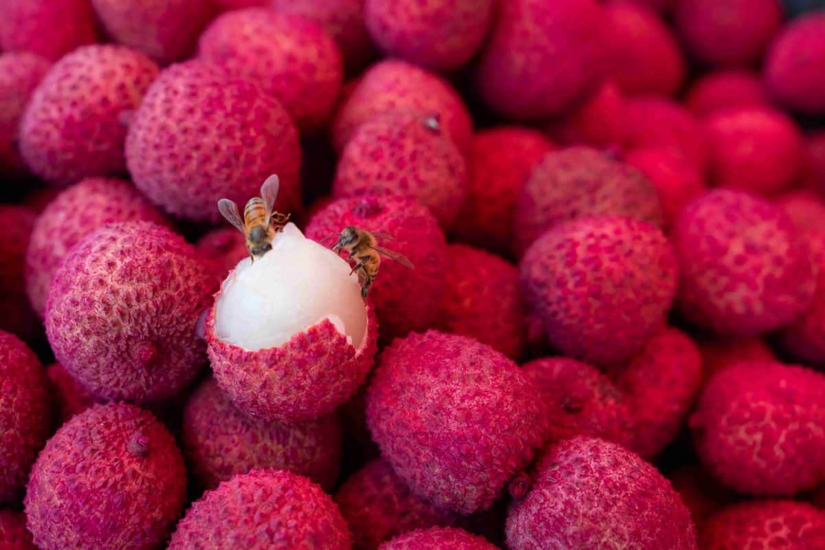 Abeilles sur des letchis