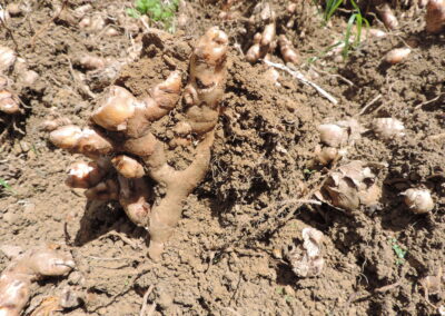 artisans réunionnais et racine de curcuma