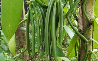 La meilleure vanille au monde ! Le saviez vous ? L’histoire de la vanille Bourbon